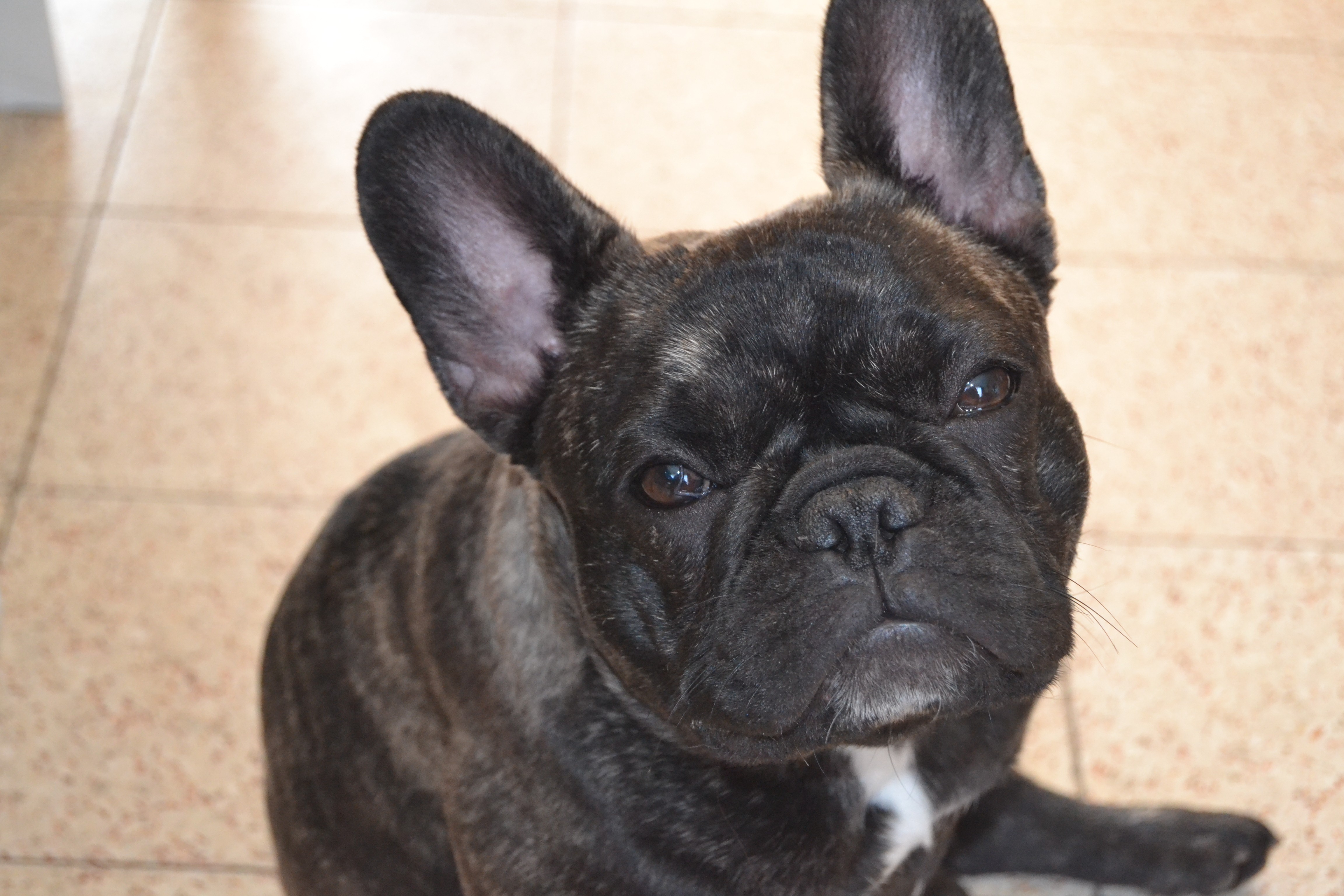 Objet du desir Des Petits Frenchies